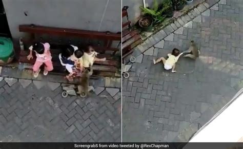 monkey riding  bike grabs toddler drags   shocking video