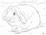 Coloring Pages Bunny Realistic Rabbit Printable Color Getcolorings Drawing Largest Colorings sketch template