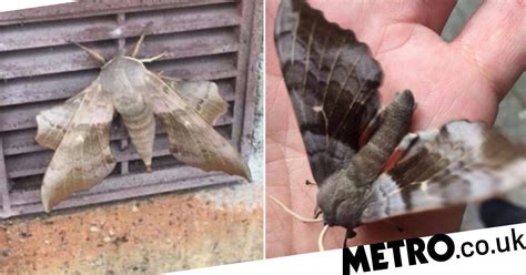giant sex crazed moths are awake and they re looking for love metro news