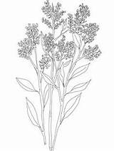 Breath Coloring Gypsophila Drawing Baby Babys Pages Flower Hyacinth Snapdragon Flowers Printable Tattoo Supercoloring Tattoos Drawings Getcolorings Hyacinthus Print Plant sketch template