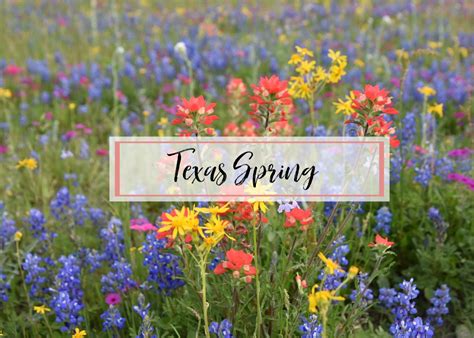 texas spring  queen