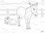 Esel Donkey Fohlen Ausmalbild Tierbabys Burro Donkeys Asino Papier sketch template