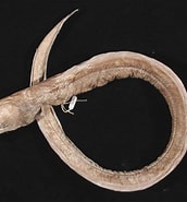 Afbeeldingsresultaten voor "ilyophis Brunneus". Grootte: 172 x 185. Bron: fishesofaustralia.net.au