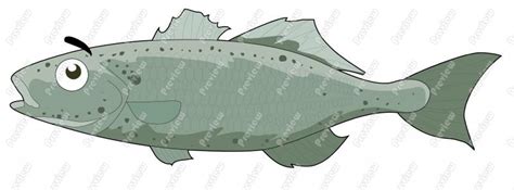 Seabass Clipart Clipground
