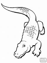 Alligator Coloring American Drawing Crocodile Realistic Pages Simple Line Chinese Printable Clip Cute Unknown Cliparts Drawings Color Alligators Clipart Skill sketch template