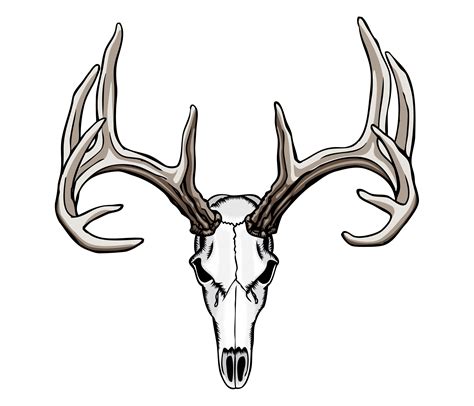 buck deer skull clip art   cliparts  images