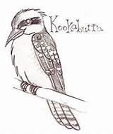 Kookaburra Presented sketch template