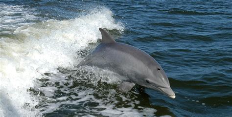 alertan sobre el posible varamiento de  delfin austral en la costa bonaerense