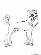 Coloring Yorkie Pages Puppy Terrier Getcolorings Printable Getdrawings Drawing Line Color Poo sketch template