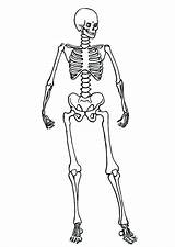 Skeleton Coloring Pages Human Skeletal System Anatomy Posing Color Kids Getcolorings Sheet Printable sketch template