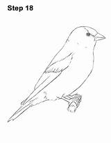 Goldfinch Draw Bird Drawing American Optional Lines Step sketch template