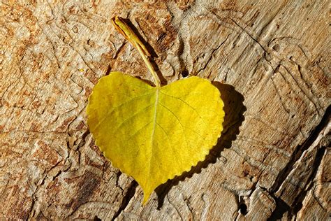 summer love heart shaped leaf photograph  tracie kaska pixels