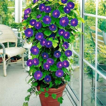 buy morning glory plant   lowest price