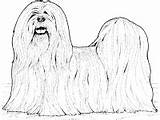 Apso Lhasa Coloring Breed Dog Pages sketch template