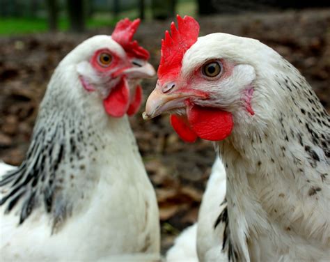 avian flu poultry restrictions    monday