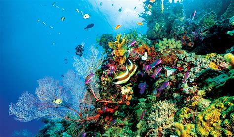 saving  great barrier reef business destinations  travel