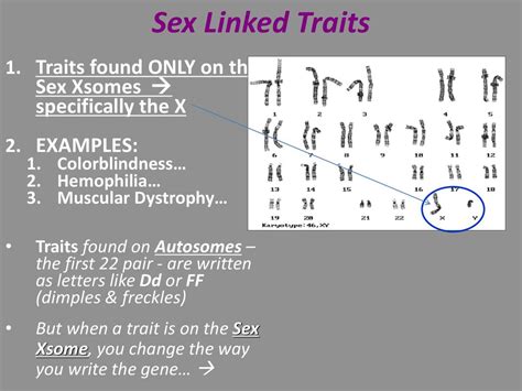 I Will Review Dihybrid Crosses And Then Learn Sex Linked Crosses Ppt