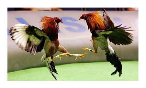 tradicion ecuatorianala pelea de gallos