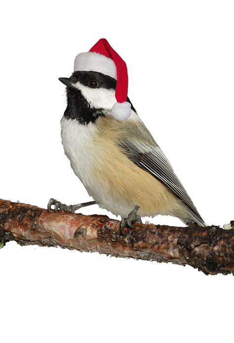 christmas bird count  kids reinstein woods nature preserve depew ny