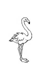 Flamingo Coloring Pages Clipart Online Lesser Flamingos sketch template