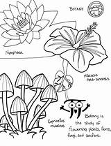 Botanica sketch template