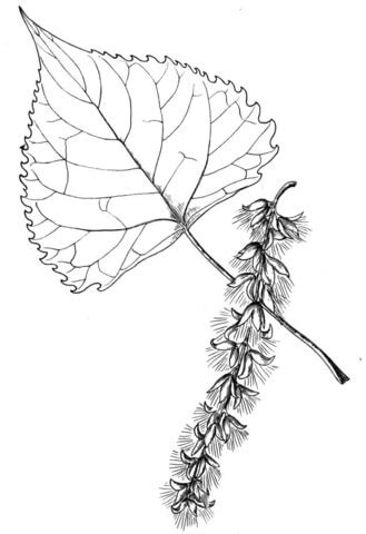 cottonwood tree leaf coloring page supercoloringcom