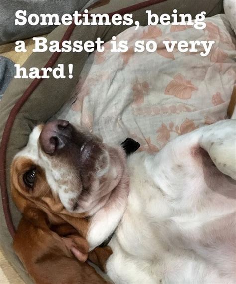 The 35 Funniest Basset Hound Memes Of All Time The Paws