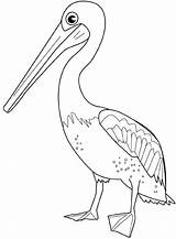 Pelican Coloring Pages Bird Drawings Kids Birds Drawing Color Print Search Google Template Printable Colouring Coloriage Colorier Gif Animal Choose sketch template