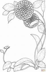 Zinnia Supercoloring Botany Botanist Zinnias Sheets sketch template