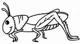 Grasshopper Outline Drawing Coloring Pages Line Getdrawings Paintingvalley sketch template