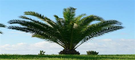 Raleigh Palm Trees For Sale Serving Wake County And