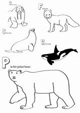 Arctic Coloring Pages Animals Printable Polar Animal Printables Bear Colouring Winter Bears Miniaturemasterminds Choose Board sketch template