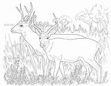 Deer Coloring Pages Printable Kids Mule Hunting Print Template Animal Tailed Buck Doe Animals Desert Color Colouring Realistic Sheets Adult sketch template