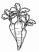 Coloring Carrot Pages Carrots Miffy Vegetables Kids Printable Color Template Getcolorings Fun Getdrawings Groente sketch template