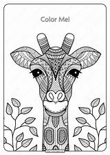 Giraffe Coloringoo Giraffa sketch template