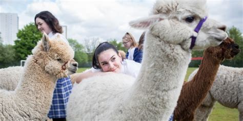 finding exams stressful  hug  alpaca tes magazine