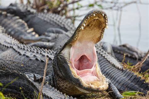 alligator turns  smoke billowing dragon  chomping