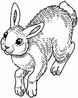 Coloring Pages Hopping Bunny Awesome Kidsplaycolor Rabbit Color Kids sketch template