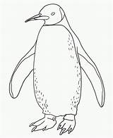 Coloring Penguin Printable Pages Kids sketch template