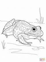 Frog Pages Dart Salamander Frogs Getdrawings Coloringhome Anaxyrus sketch template