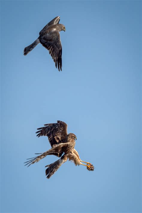photographer shares pics  male female birds exchange prey mid air
