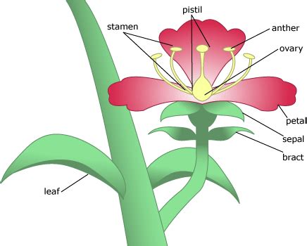 petal  petal understanding evolution