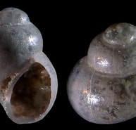 Afbeeldingsresultaten voor "rissoella Globularis". Grootte: 193 x 185. Bron: www.idscaro.net