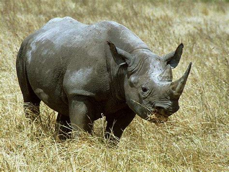curiosidades  fotos de animales rinoceronte