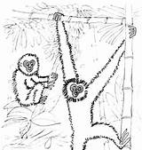 Gibbon Coloring Color Pages Animals Animal Print Back 18kb sketch template