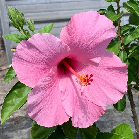 onlineplantcenter  gal seminole pink tropical hibiscus flowering