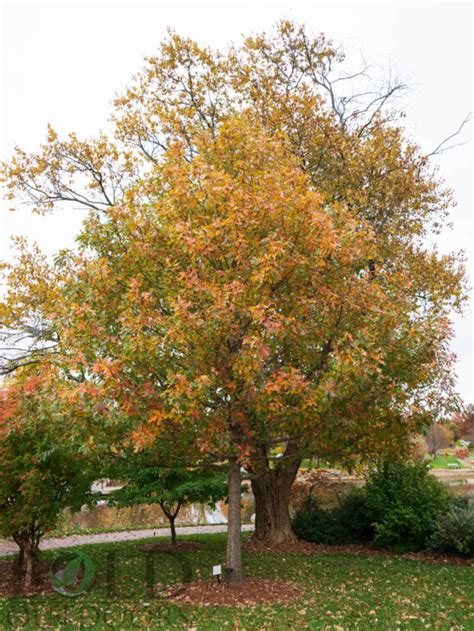 overcup oak bold outdoors