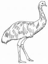 Emu Birds Outline Lineu Coloringhome sketch template