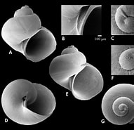 Image result for Ganesa nitidiuscula. Size: 191 x 185. Source: www.researchgate.net