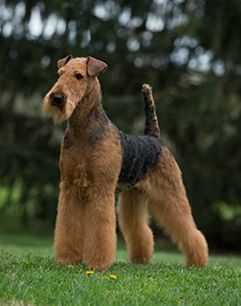 airedale terrier breeds     kennel club
